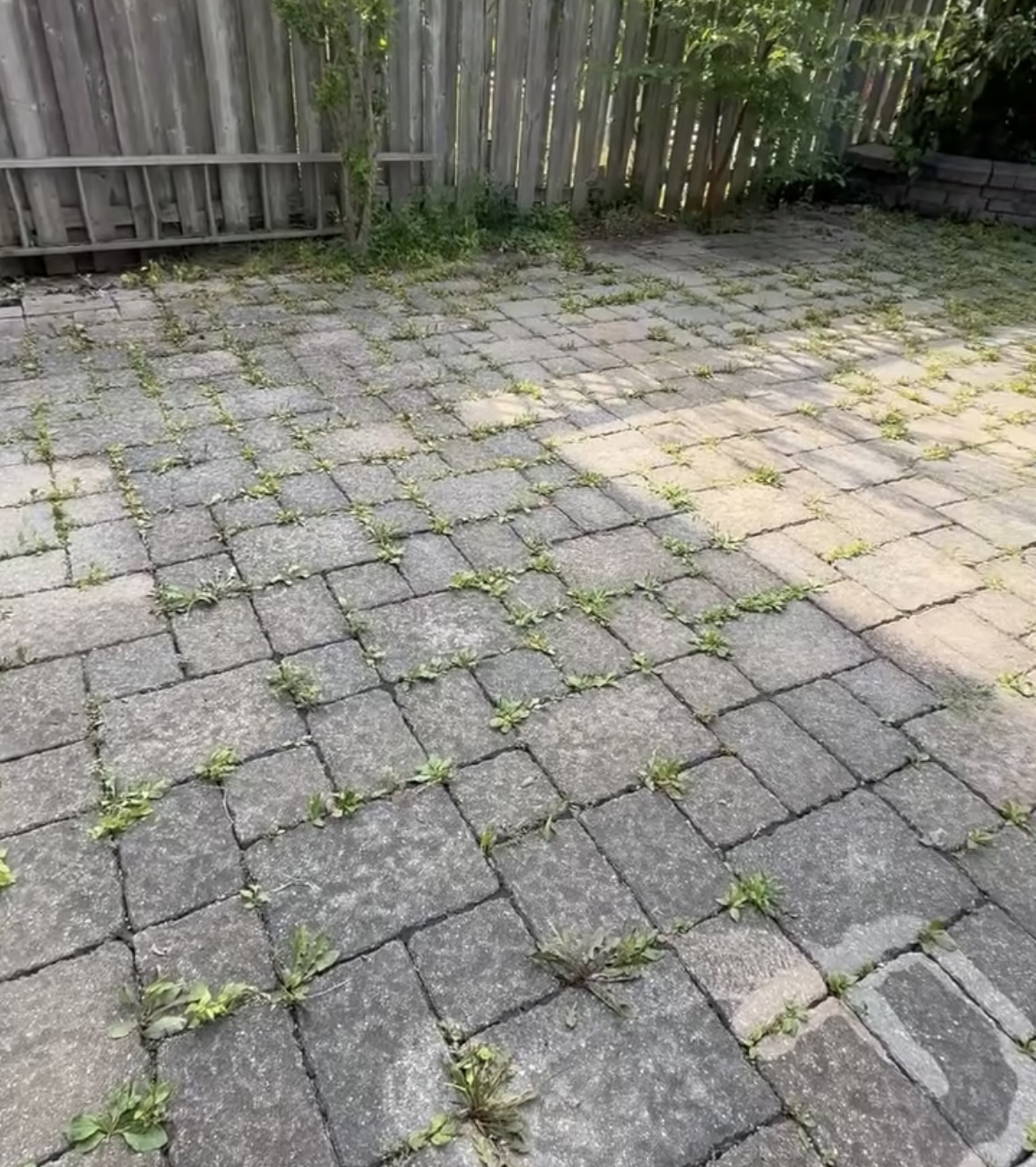Weathered interlock patio with weeds growing between the pavers, before sanding and sealing