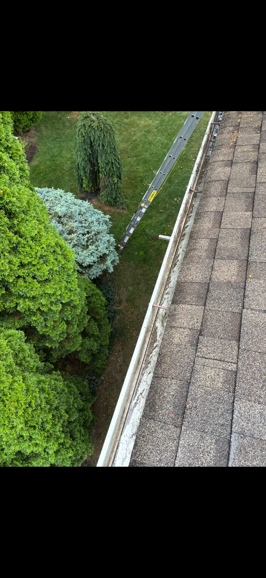 Gutter run with leaf debris along a shingled roof, with a ladder in place for cleaning