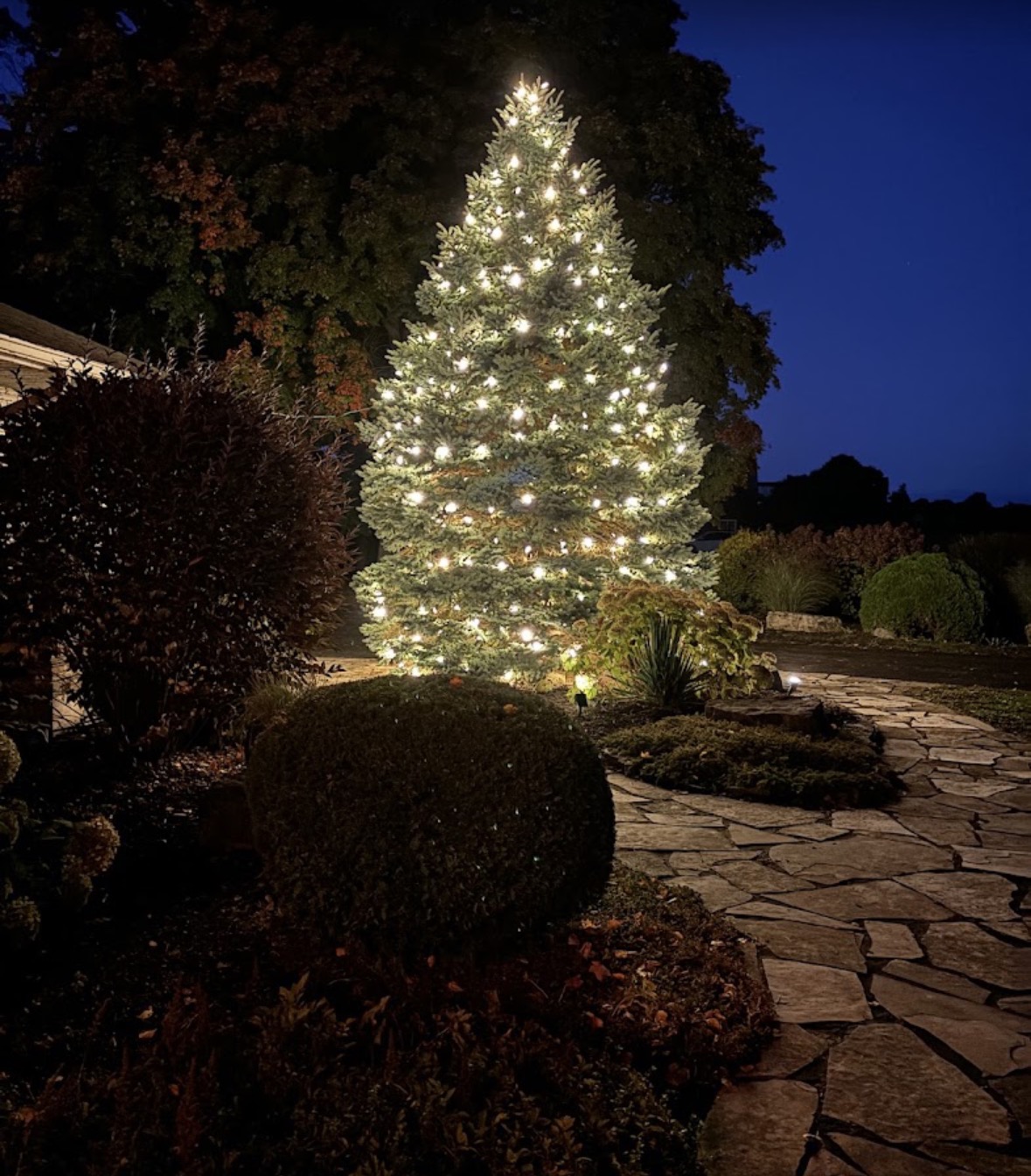 Large evergreen tree covered in warm-white lights beside a flagstone walkway at dusk, with small ground spotlights in the garden beds