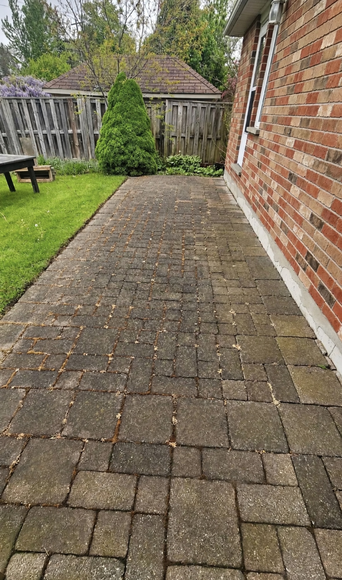 Weathered, moss-stained interlock paver patio beside a brick home, before cleaning, sanding and sealing